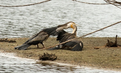 IMG_7860a.jpg